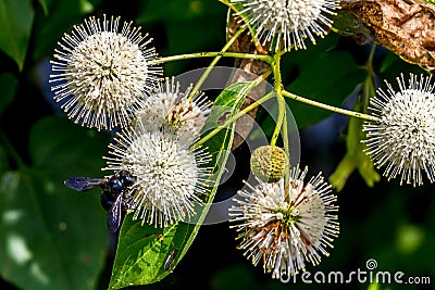 A Very Interesting Closeup of the Spiky Nectar-Laden Globes (Blooms) of a Wild Button Bush with a Black Bee Stock Photo