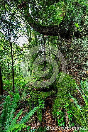 A Very Interesting Mystical Cedar Tree Covered with Moss Stock Photo