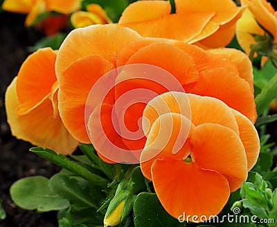 Very interesting orange Pansy flowers. Viola x wittrockiana. Stock Photo