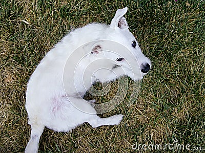 The Very Itchy Dog Stock Photo