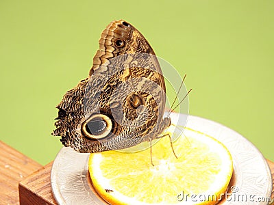 A very large, beautiful tropical butterfly on an orange. Stock Photo