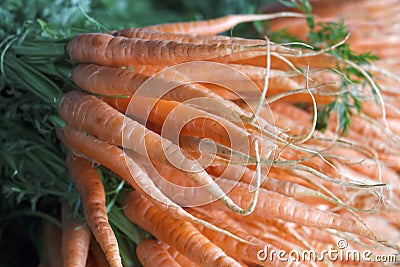 Very large bunch of carrots Stock Photo