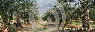 Very large panoramic view of palm trees grove at northern israel Stock Photo