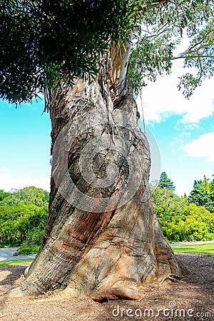 Very large and very beautiful Eucalyptus tree Christchurch Botanical Gardens, New Zealand Stock Photo