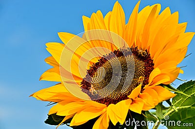 A very large, vibrant yellow blossom of a sunflower, growing directly into the blue sky Stock Photo