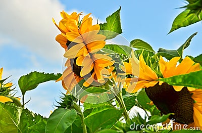 A very large, vibrant yellow blossom of a sunflower, growing directly into the blue sky Stock Photo