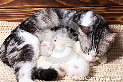 Very little kitten Stock Photo