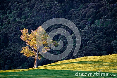Alone tree on hill slope Stock Photo