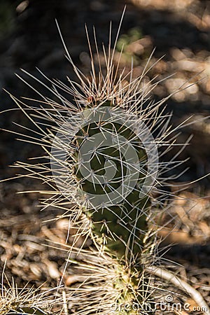 Long Needles on Beaver Tail Cactus Stock Photo