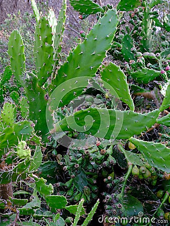 Very Long Sharp Thorns on Prickly Pear Cactus Leaves Stock Photo