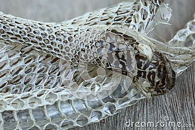 Very Long White Shedding Snake Skin on Wooden Floor Stock Photo