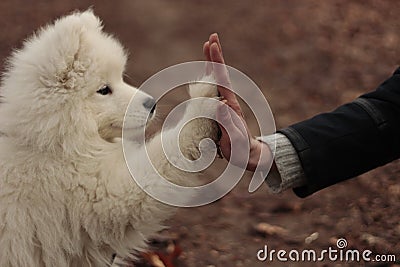 A very loved puppy Stock Photo