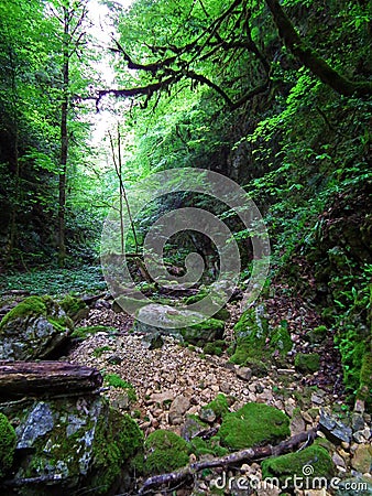 Very lush and dense Hyrcanian forest , Iran Stock Photo