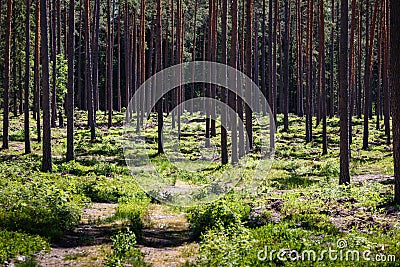 Very many pine tree trunks Stock Photo