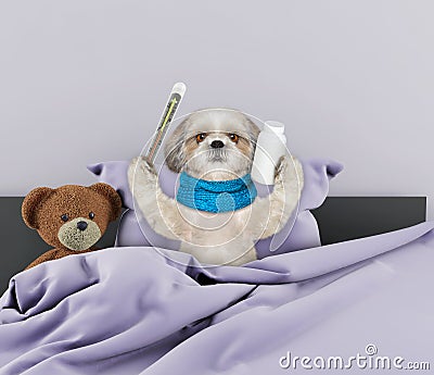 Very much sick dog in bed Stock Photo