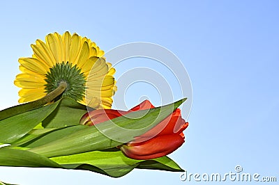 The very pretty colorful gerber with tulip close up in the sunshine Stock Photo