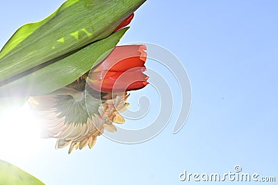 The very pretty colorful gerber with tulip close up in the sunshine Stock Photo