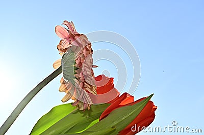 The very pretty colorful gerber with tulip close up in the sunshine Stock Photo
