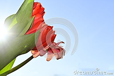 The very pretty colorful gerber with tulip close up in the sunshine Stock Photo