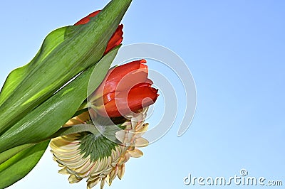 The very pretty colorful gerber with tulip close up in the sunshine Stock Photo