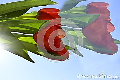 The very pretty colorful red tulip close up in the sunshine Stock Photo