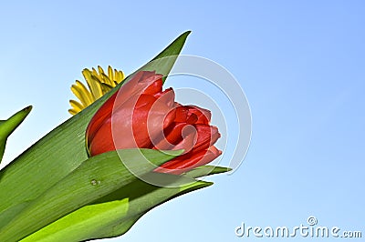 The very pretty colorful red tulip with gerber close up in the sunshine Stock Photo