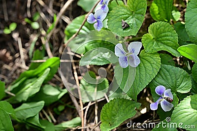 very nice colorful spring little violet blossom in the sunshine Stock Photo