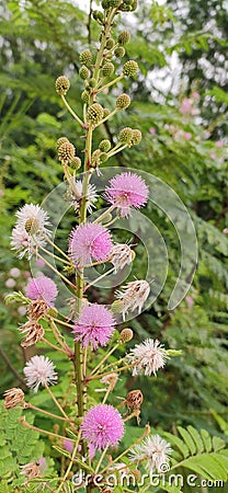 Very nice colour is very good looking flower in this small flower and so happy looking in this India Stock Photo