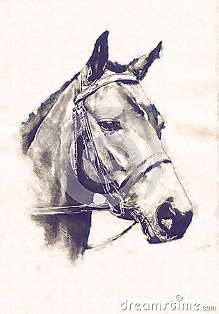 Freehand horse head pencil drawing Stock Photo