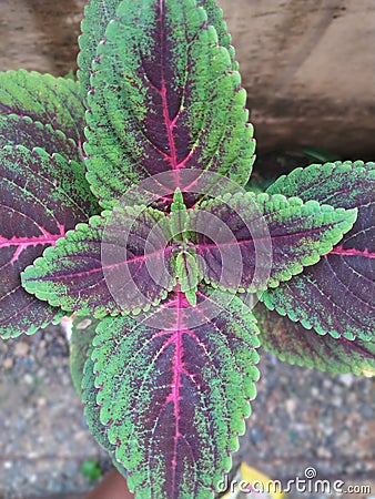 very nice leaf with a red line in the middle Stock Photo