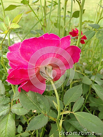 A backward look of rose Stock Photo