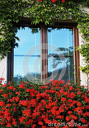 very nice natural flower window Stock Photo