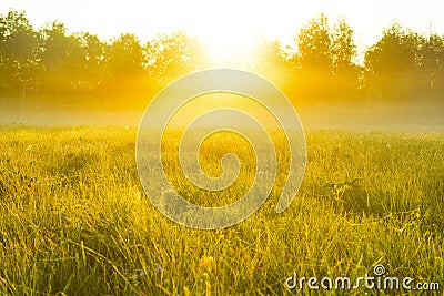 Very nice nature background. backlit shot, clear sky Stock Photo