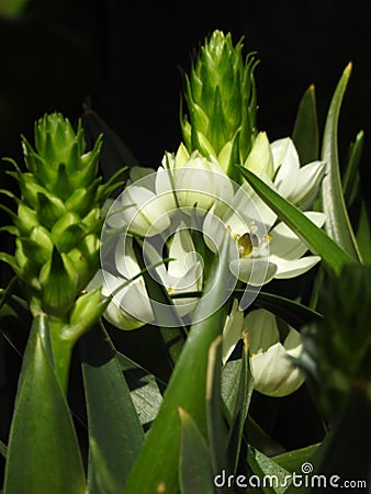 Very nice white flower with a black background Stock Photo