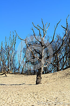 Very old bare tree on a sunny day. Bare trees are standing on the sand Stock Photo