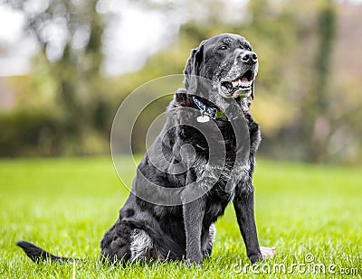 Very old Black Labrador portrait sitting on grass with trees Stock Photo