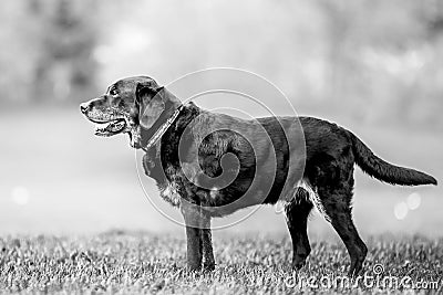 Very old Black Labrador standing on the grass looking to the side Stock Photo