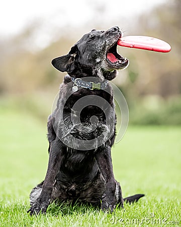 Very old Black Labrador trying to catch a red flying disk Stock Photo