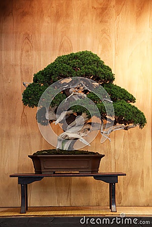 Very old bonsai Stock Photo