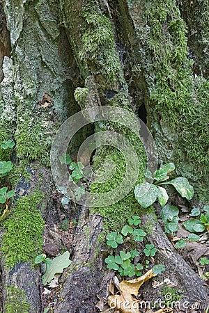 Very old moss wrapped hornbeam tree trunk closeup Stock Photo