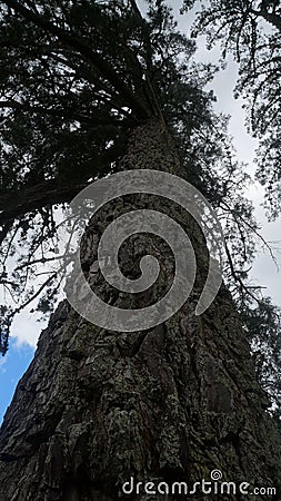 Very old pine tree in New Zealand Stock Photo