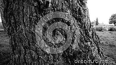 Very old pine tree trunk in B&W Stock Photo