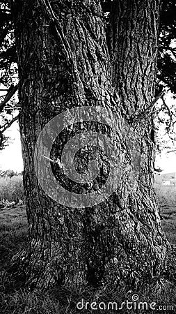 Very old pine tree trunk Stock Photo