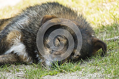 Very old shaggy wandering dog peacefully sleeping on the grass Stock Photo