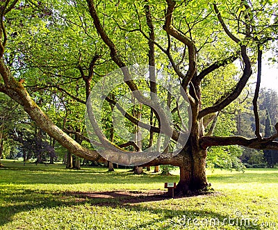 Very old tree in the park Stock Photo