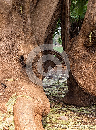 Very old tree trunk split in half Stock Photo