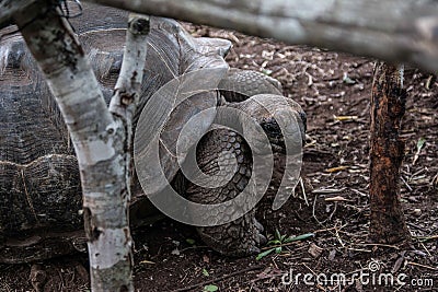 Very old Turtle. Zanzibar. Tanzania. Africa. Stock Photo