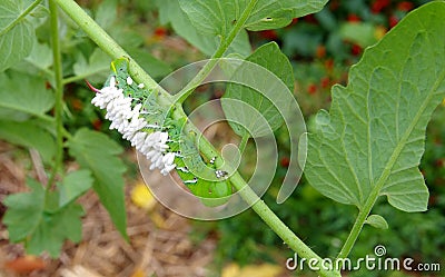 A Very Paralyzed Tomato / Tobacco Hornworm as host to parasitic braconid wasp eggs Stock Photo
