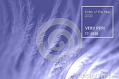 Very peri color of the year 2022. Trendy violet concept. Winter feather macro background Editorial Stock Photo