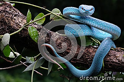 A very poisonous blue viper is on standby on a tree branch Stock Photo